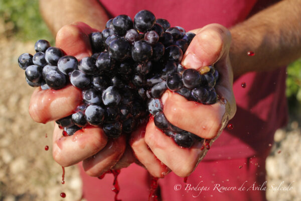 Harvest - Bodegas Romero de Ávila Salcedo 2