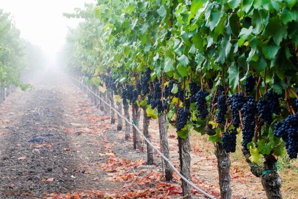 harvest_grapes
